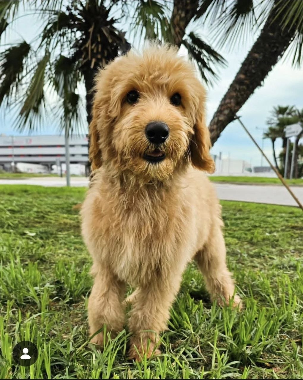 Pasajero real de DogCar
